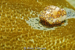 Flamingo tongue eating away. by Alex Klingen 